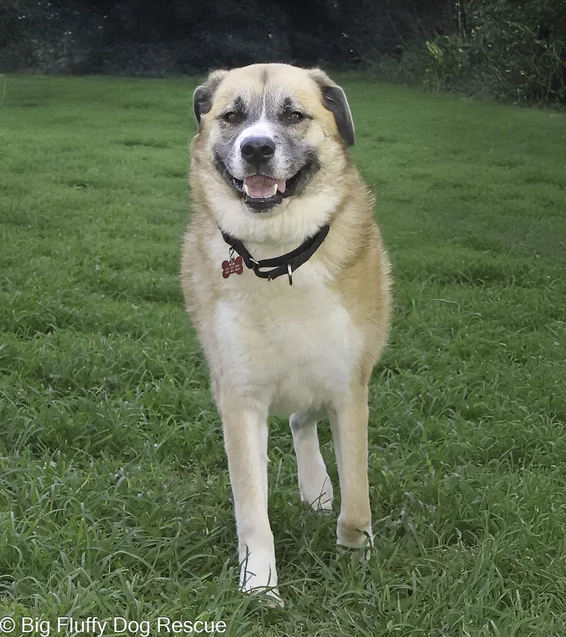 An adult large-sized male Anatolian Shepherd dog named Scotty for adoption in Nashville, TN