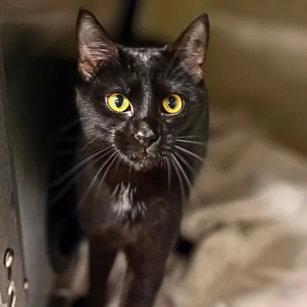 An adult medium-sized male Black Domestic Short Hair cat named George for adoption in Concord, NC