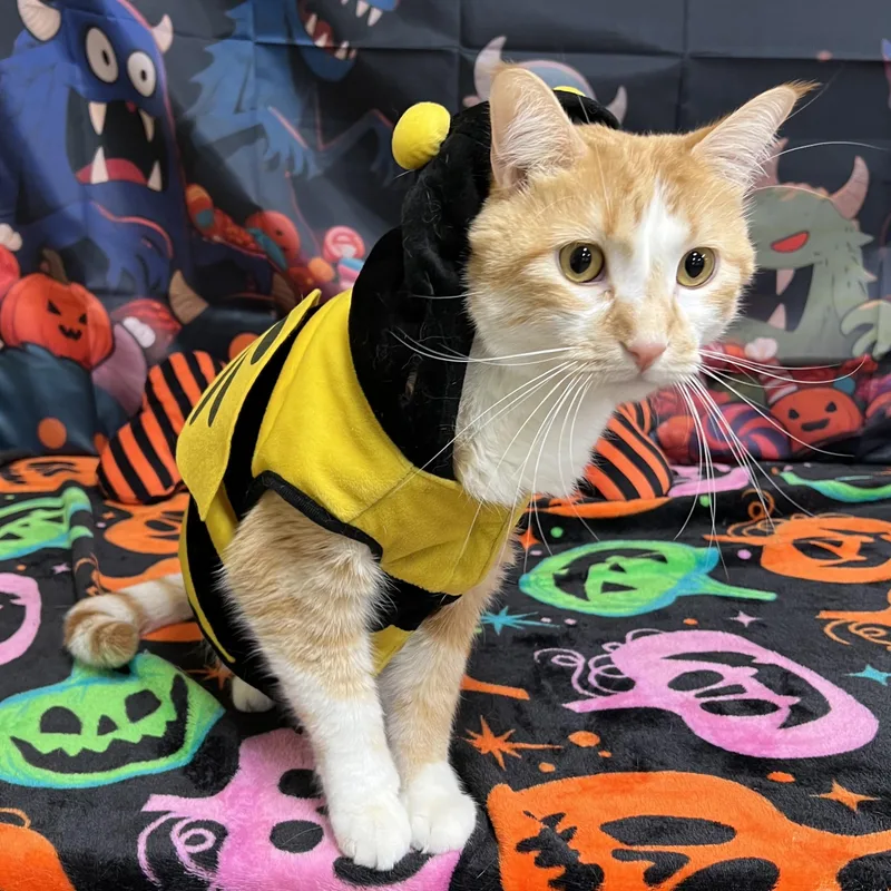 An adult medium-sized male Orange & White Domestic Short Hair cat named Buddy NO FEE for adoption in Fairmont, MN