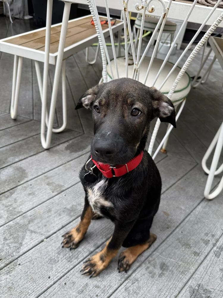 A baby medium-sized male Tricolor (Brown, Black, & White) Mixed Breed dog named Ziggy for adoption in New York, NY