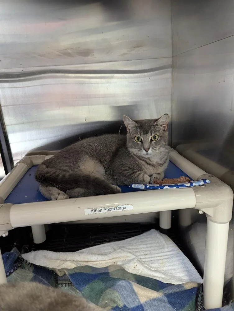 A baby medium-sized female Domestic Short Hair cat named Little Girl for adoption in Fort Walton Beach, FL