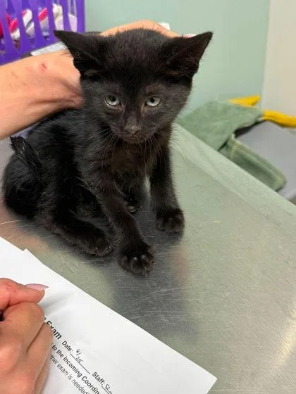 A baby small-sized female Black Domestic Short Hair cat named Salmon for adoption in Annapolis, MD