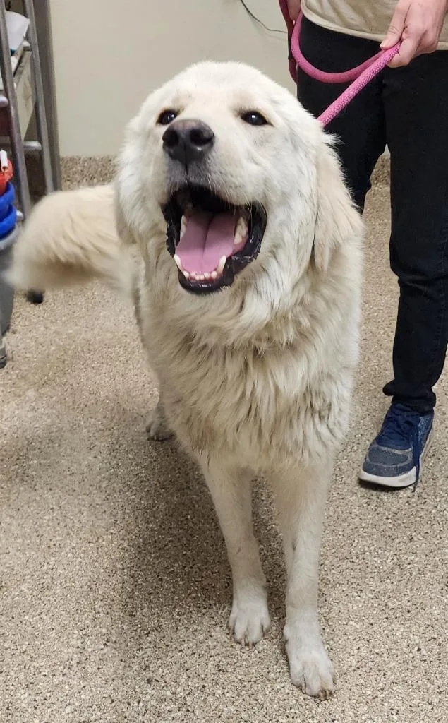 A young large-sized male Great Pyrenees dog named Brew for adoption in Great Bend, KS