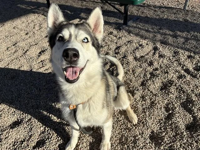 An adult large-sized female Siberian Husky dog named Gucci for adoption in Mesa, AZ