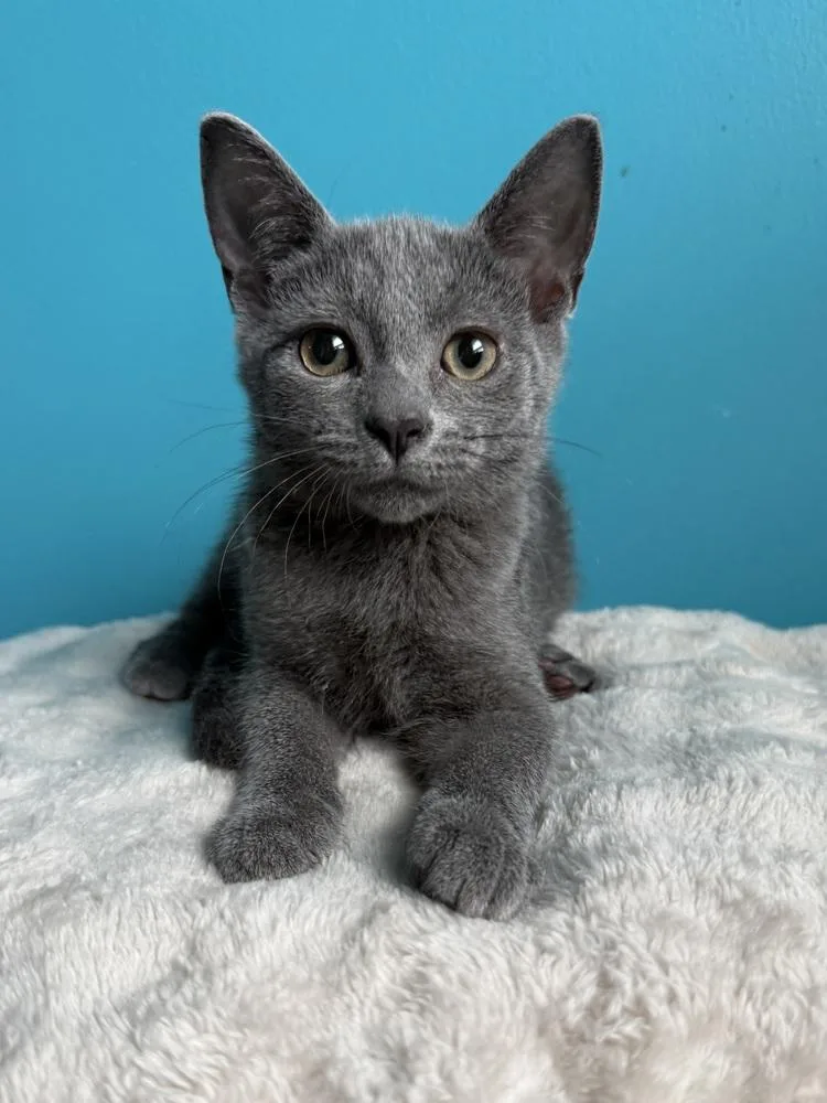 A baby medium-sized male Gray / Blue / Silver Domestic Short Hair cat named SirPounceALot for adoption in Lansing, MI