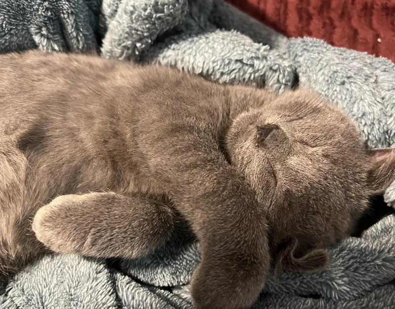 A baby medium-sized male Gray / Blue / Silver Domestic Short Hair cat named Goose for adoption in Roanoke, VA