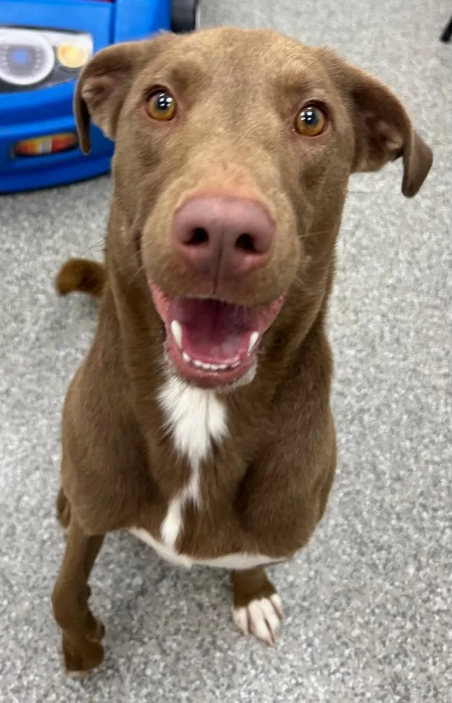 An adult medium-sized male Labrador Retriever dog named Klinger for adoption in Findlay, OH