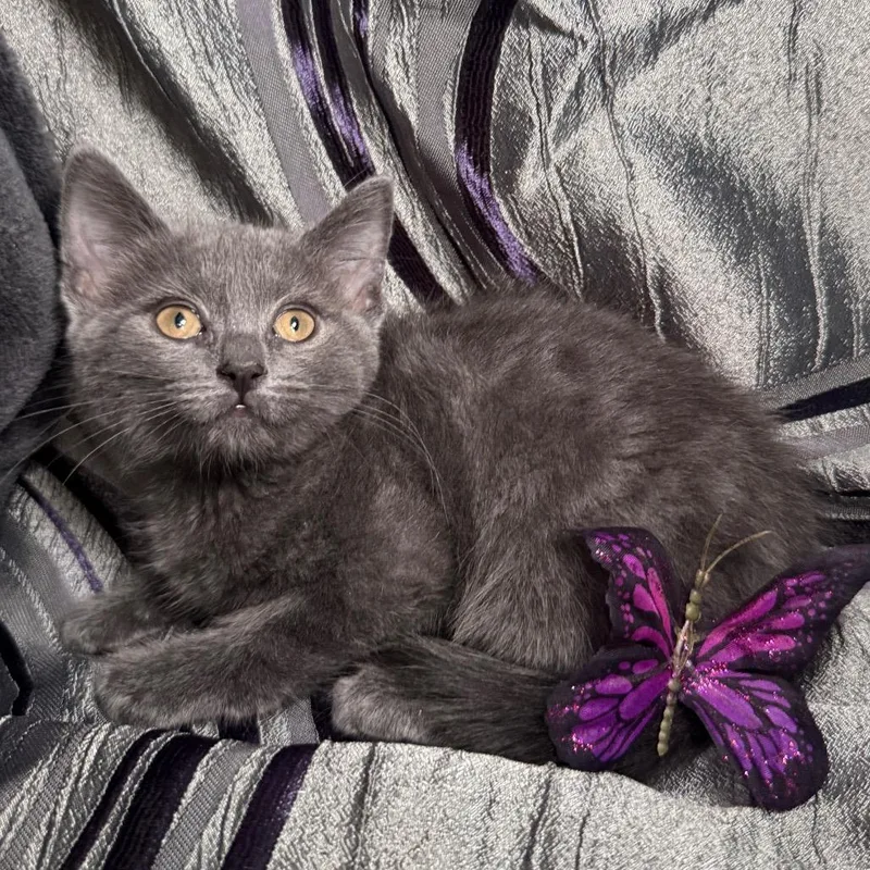 A baby small-sized female Gray / Blue / Silver Russian Blue cat named Eponine Pasadena for adoption in Eaton Rapids, MI