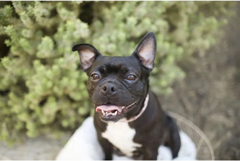 An adult small-sized female Boston Terrier dog named Bebe for adoption in Corona, CA