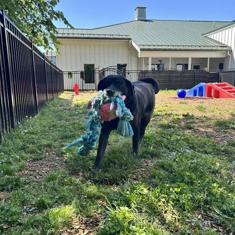 Duke