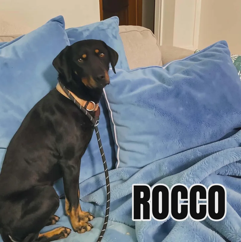 Rocco thumbnail 4