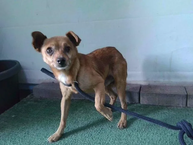 An adult small-sized male Chihuahua dog named Canelo for adoption in Baldwin Park, CA