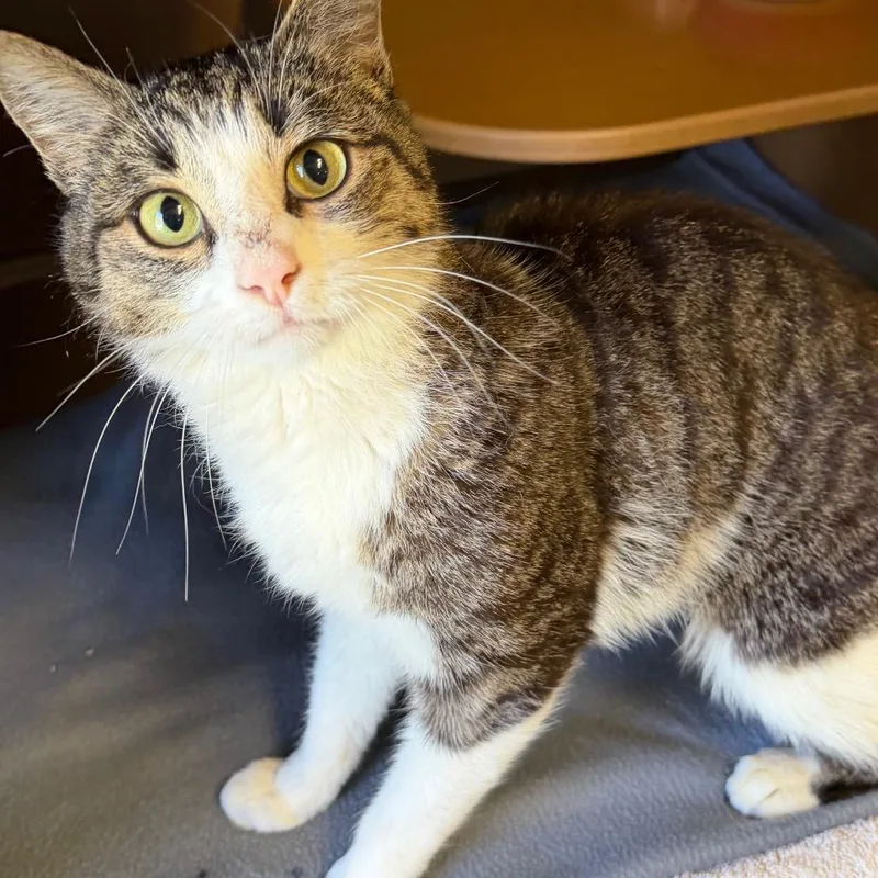 An adult small-sized female Domestic Short Hair cat named Mavis for adoption in Middlebury, VT