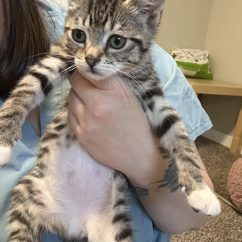 A young medium-sized female Domestic Short Hair cat named Layla for adoption in Hillsboro, OR