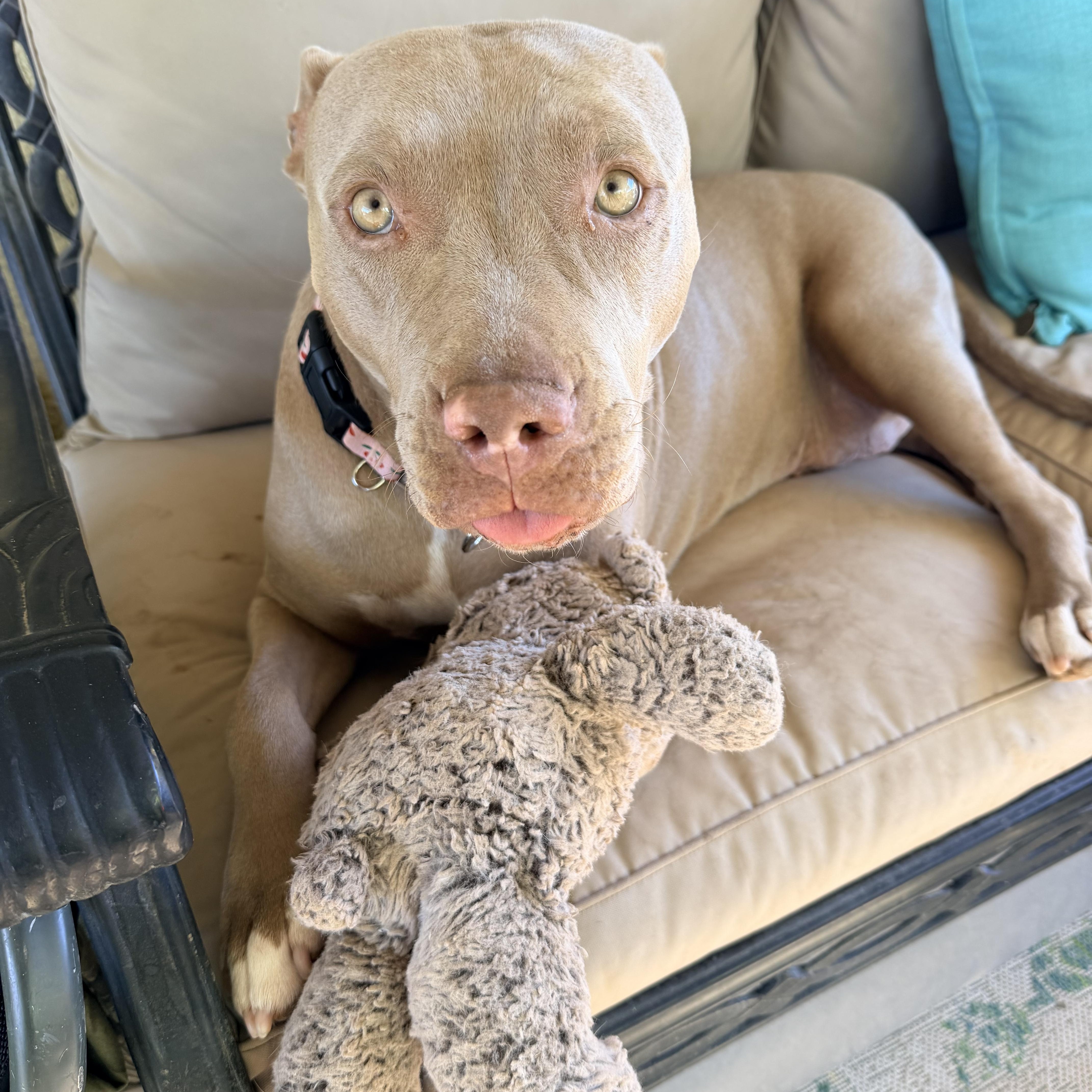 A young medium-sized female Pit Bull Terrier dog named Dolly for adoption in Henderson, NV