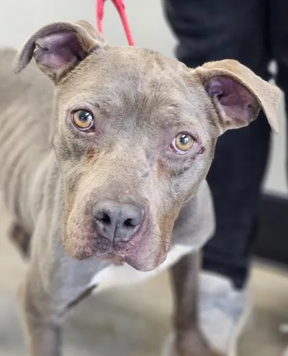 An adult medium-sized female Mixed Breed dog named Kya Fka Sky for adoption in West Chester, PA