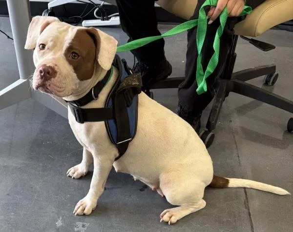 An adult medium-sized female Pit Bull Terrier dog named Pen Kimmie for adoption in Lawrenceville, GA