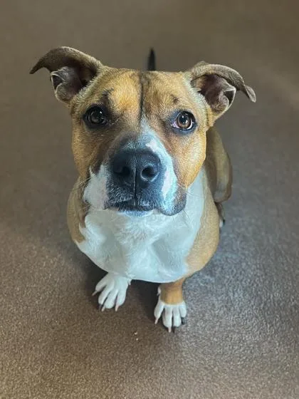 An adult medium-sized female Brown / Chocolate Boxer dog named Day Day for adoption in Winfield, KS
