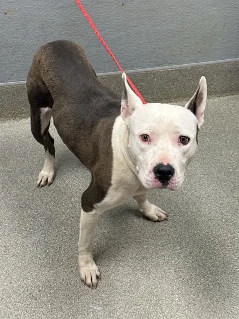 A young large-sized female Pit Bull Terrier dog named Uma for adoption in Las Vegas, NV