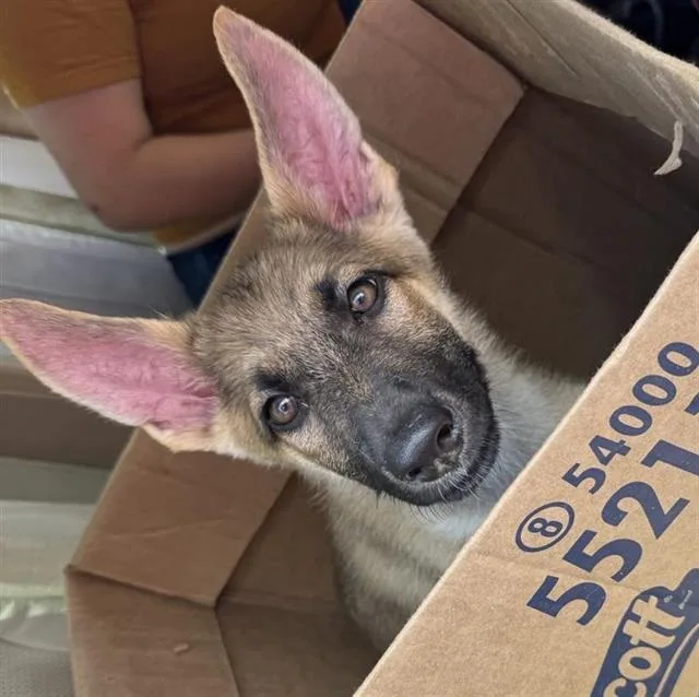 A baby small-sized female German Shepherd Dog dog named Lola for adoption in San Antonio, TX