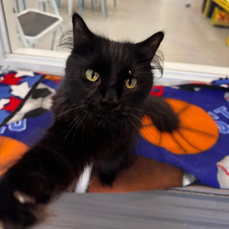 A senior medium-sized female Black Domestic Long Hair cat named Ferrero for adoption in Wheeling, IL