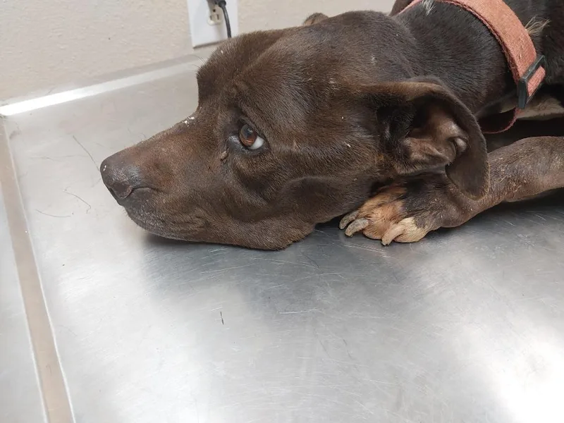 A senior medium-sized female Terrier dog named JusticeQueenyNora for adoption in Mocksville, NC