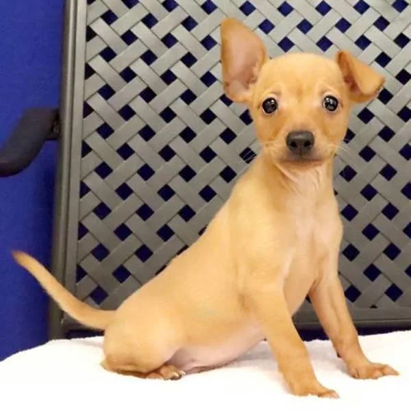 A baby small-sized male Chihuahua dog named Cricket for adoption in Midland, TX
