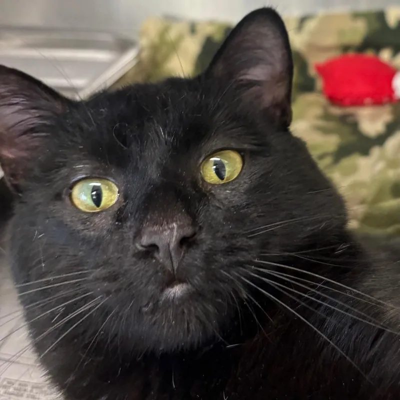 An adult large-sized male Black Domestic Short Hair cat named Duke for adoption in DeKalb, IL