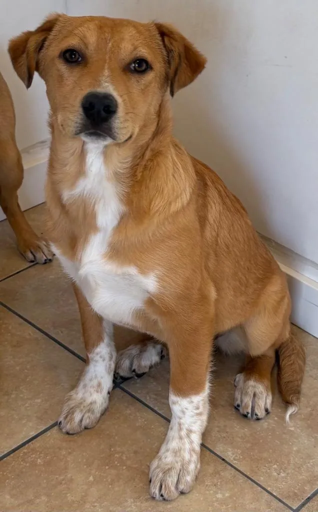 Ta'ameya thumbnail 3