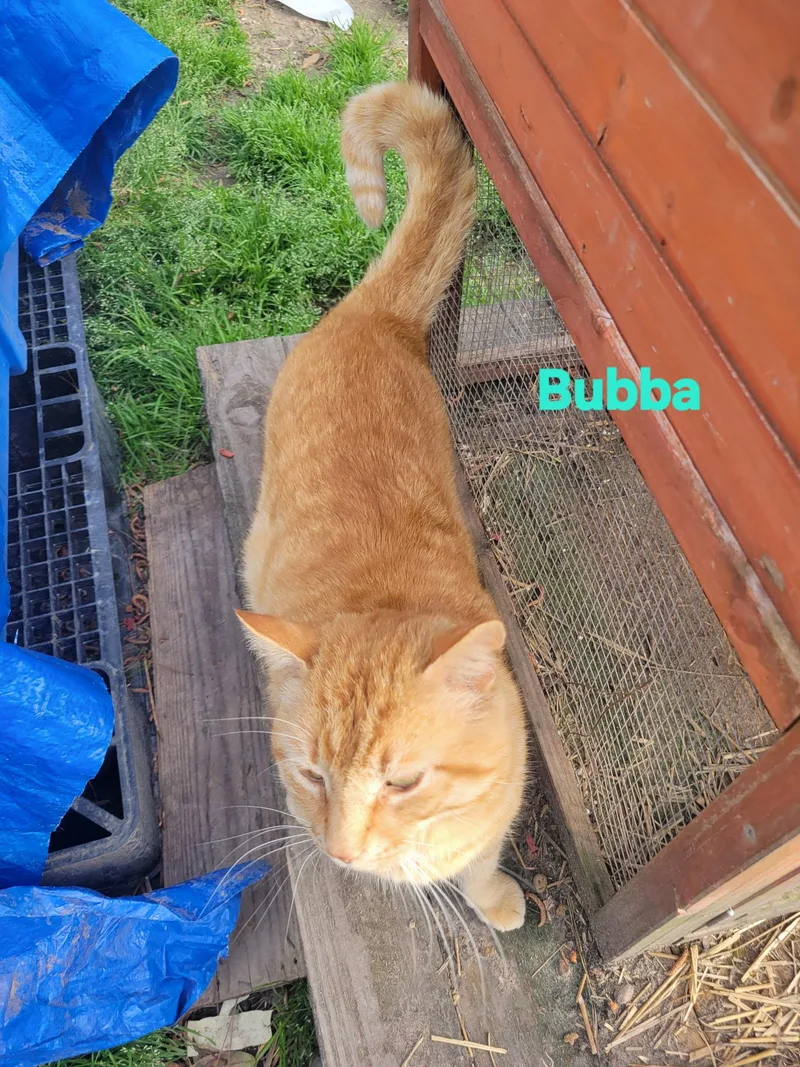 Bubba thumbnail 2
