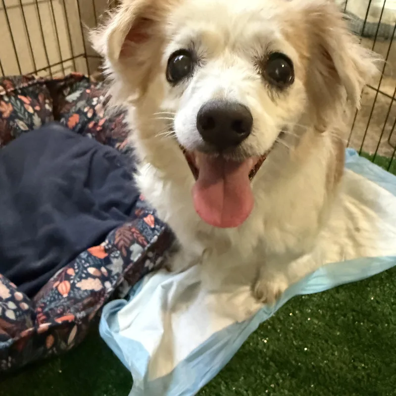 A senior small-sized male Chihuahua dog named Rusty for adoption in San Antonio, TX