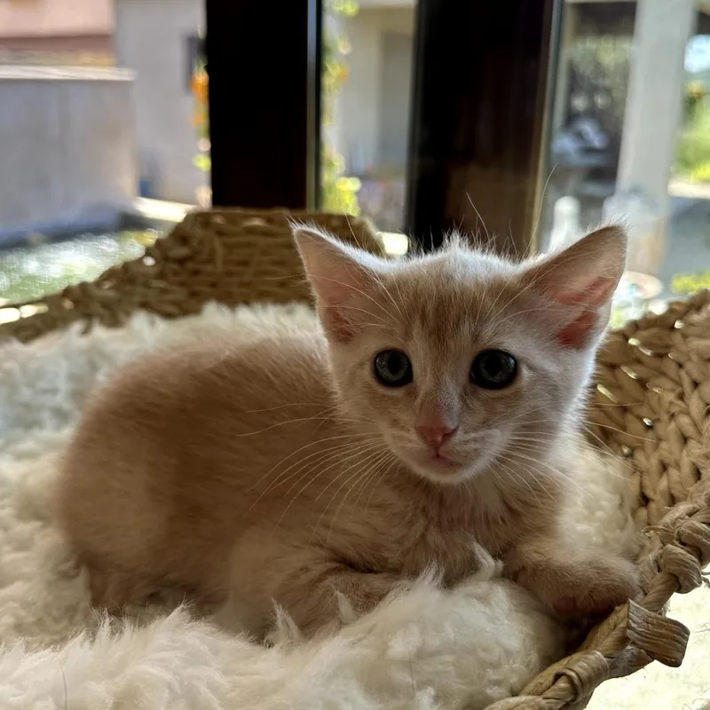 A baby small-sized female Buff / Tan / Fawn Domestic Short Hair cat named Vinx for adoption in Long Beach, CA