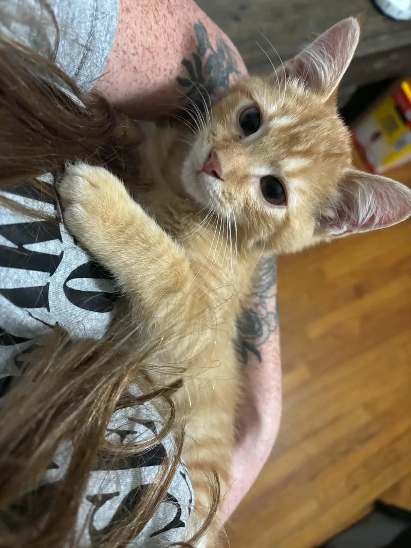 A baby medium-sized male Tabby (Orange / Red) Domestic Short Hair cat named Bolt for adoption in Overland Park, KS
