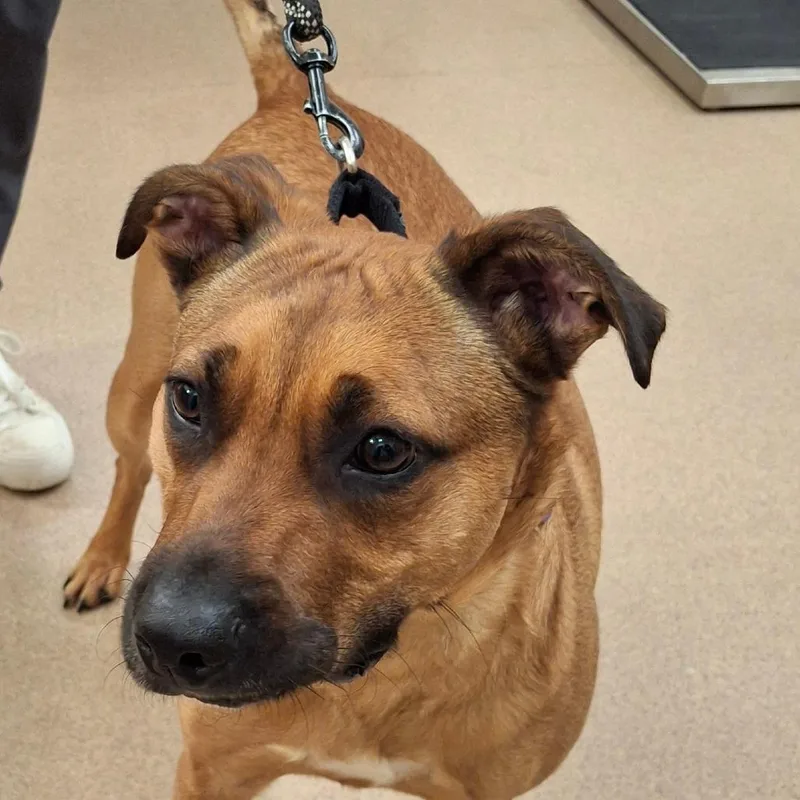 An adult medium-sized male Brown / Chocolate Pit Bull Terrier dog named Moo Moo for adoption in Zanesville, OH