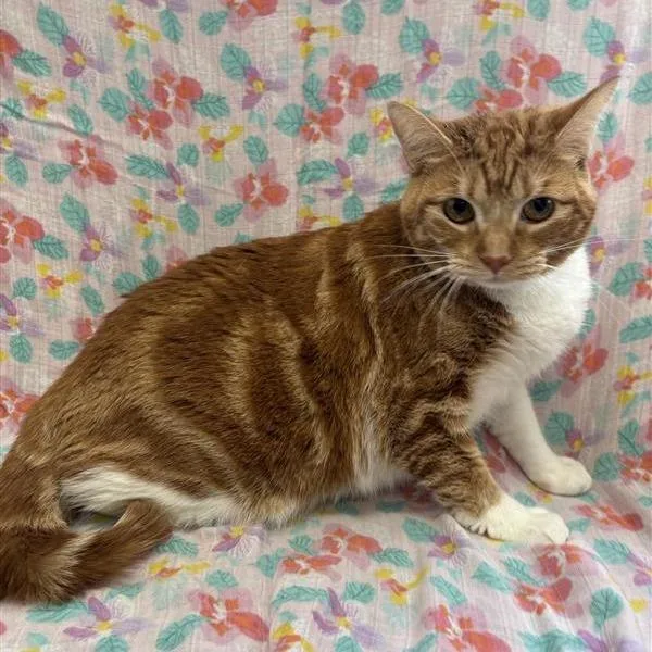 An adult large-sized female Domestic Short Hair cat named Daisy for adoption in Long Beach, CA