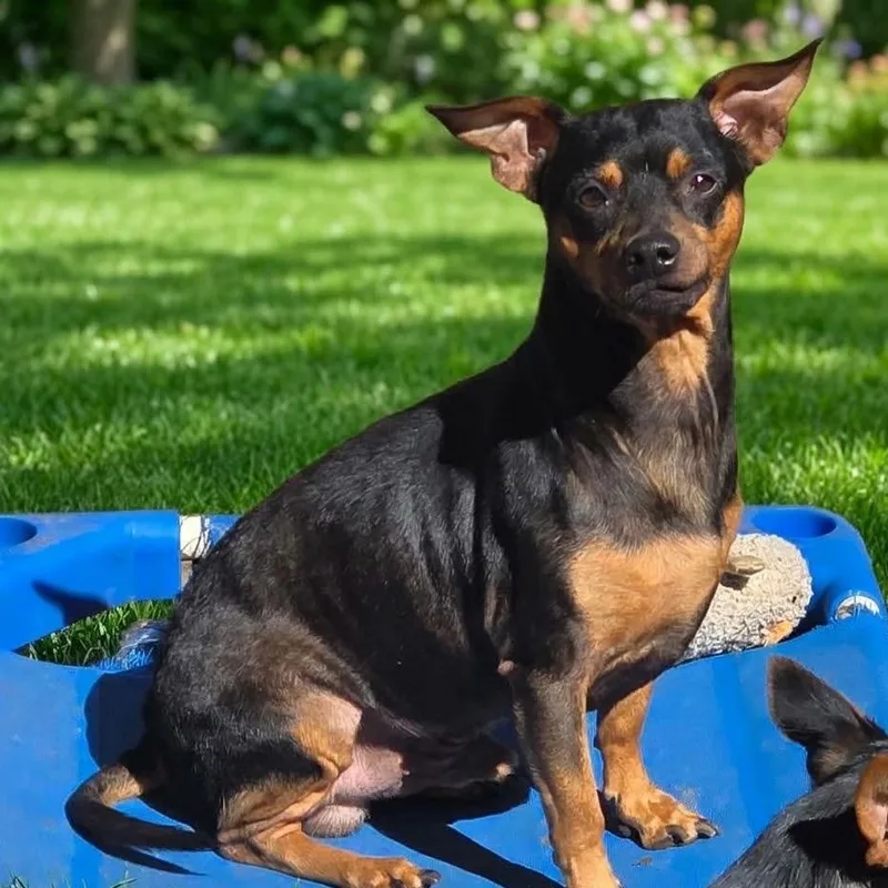A young small-sized male Black Miniature Pinscher dog named Sam for adoption in Athens, AL