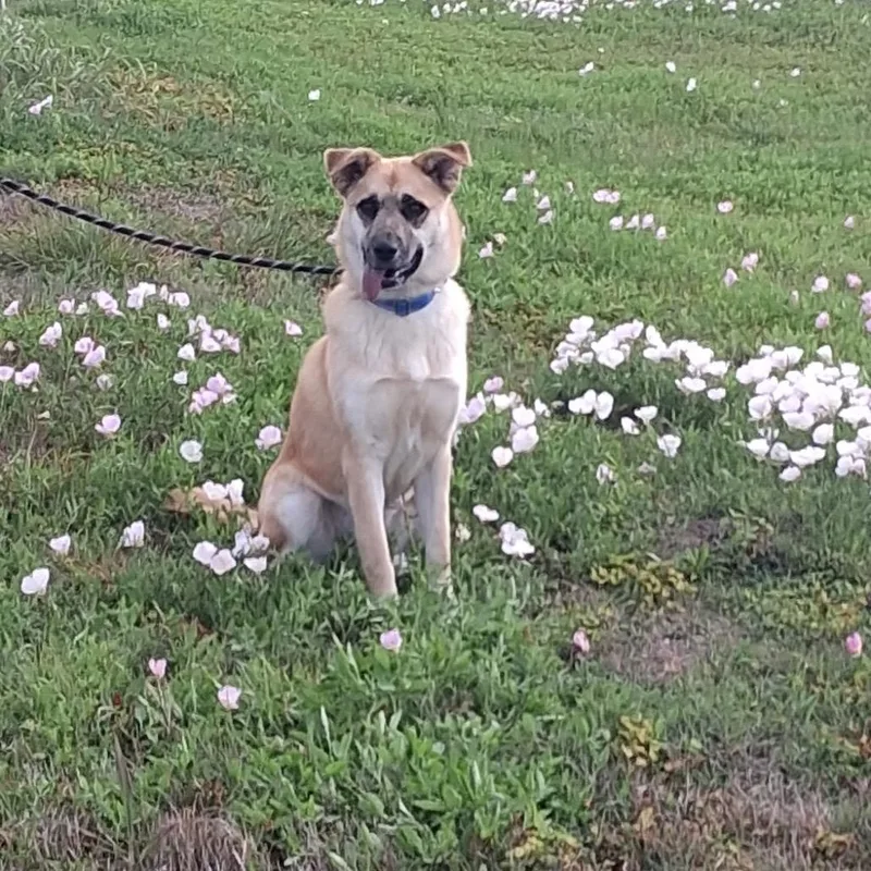 A young medium-sized female Yellow / Tan / Blond / Fawn Mixed Breed dog named Ariel for adoption in Dickinson, TX