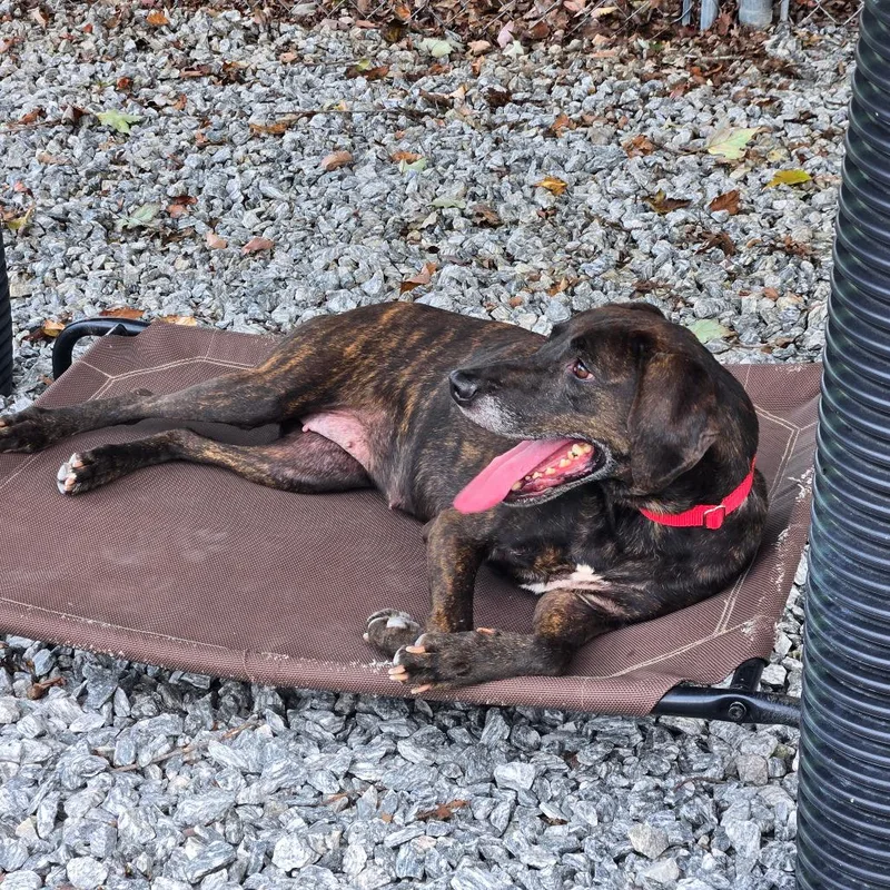 A senior medium-sized female Mixed Breed dog named Jolene for adoption in Hendersonville, NC