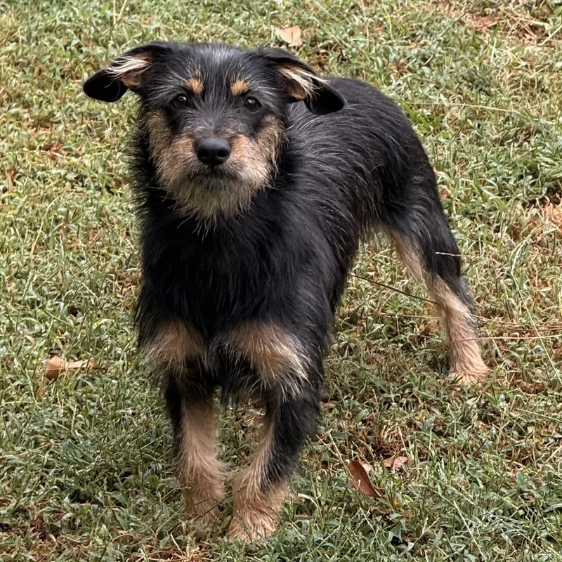 A baby small-sized female Dachshund dog named Rosie for adoption in Texarkana, TX
