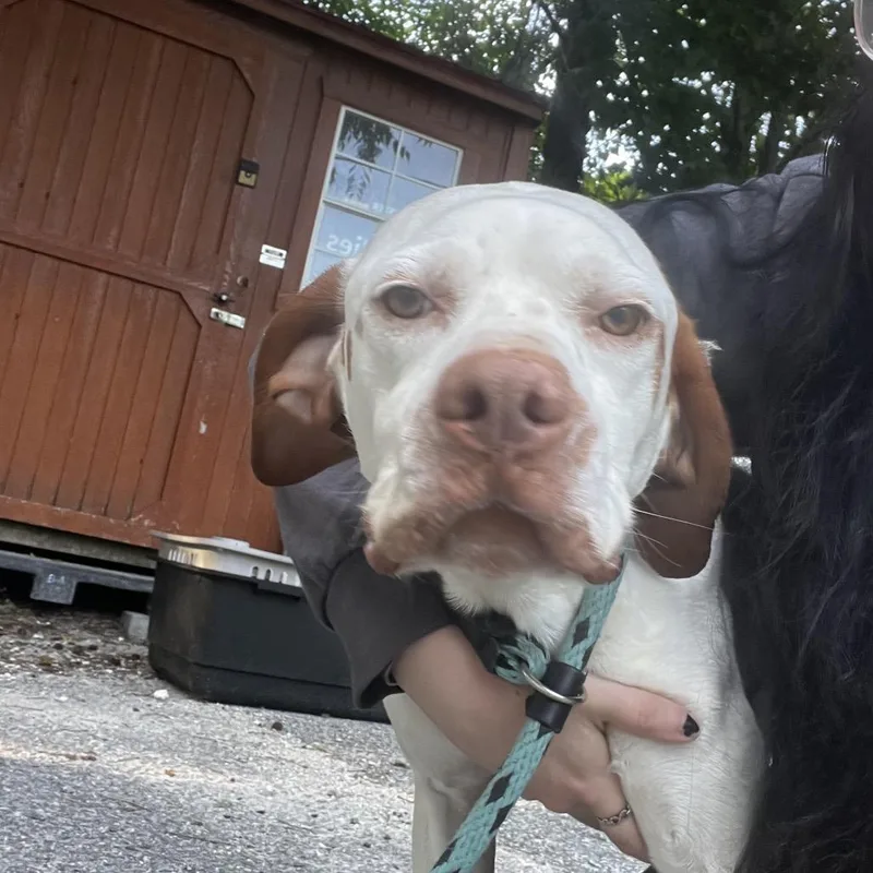 An adult medium-sized male White / Cream Mixed Breed dog named Jasper for adoption in Summerville, SC