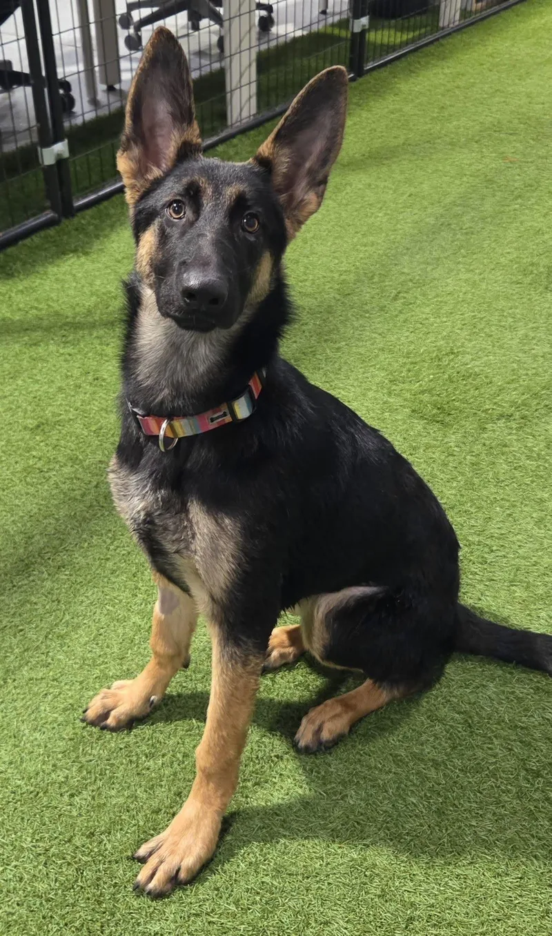 A young large-sized female German Shepherd Dog dog named Torres for adoption in Racine, WI