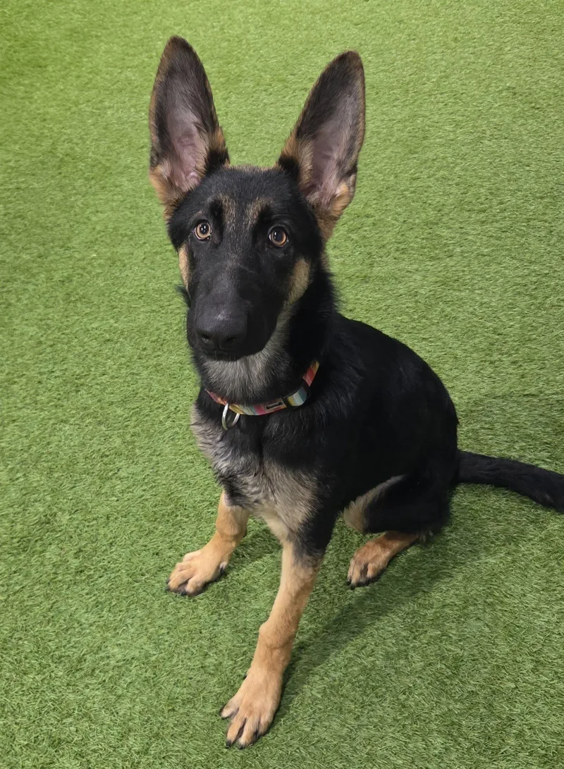 Torres thumbnail 3