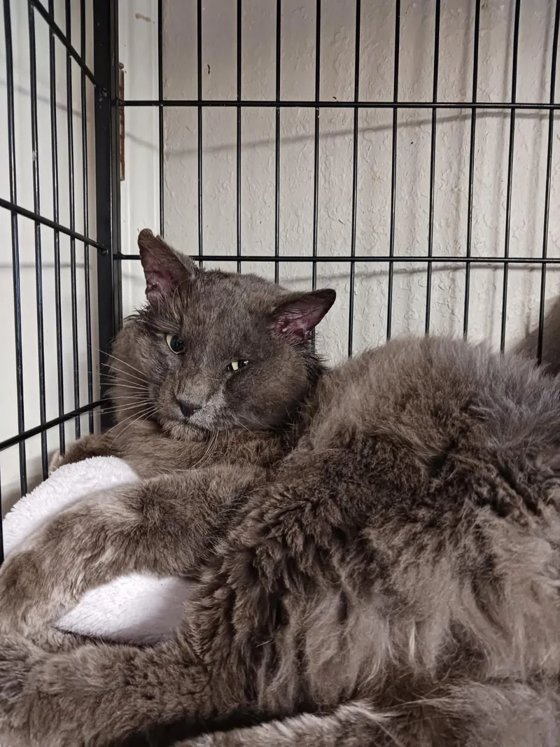 Sir Fluffington thumbnail 2