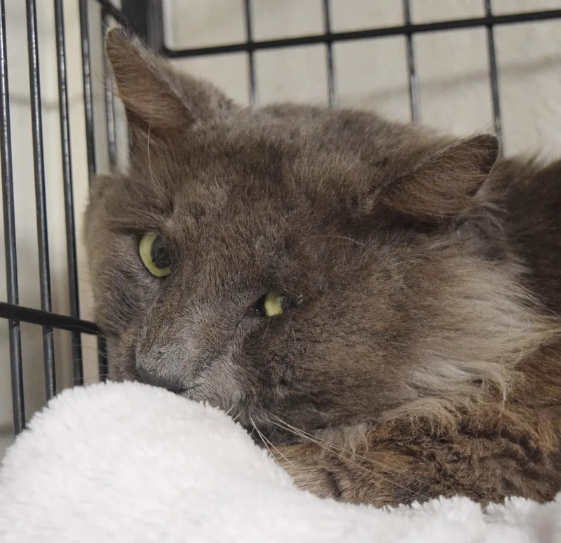 Sir Fluffington thumbnail 3