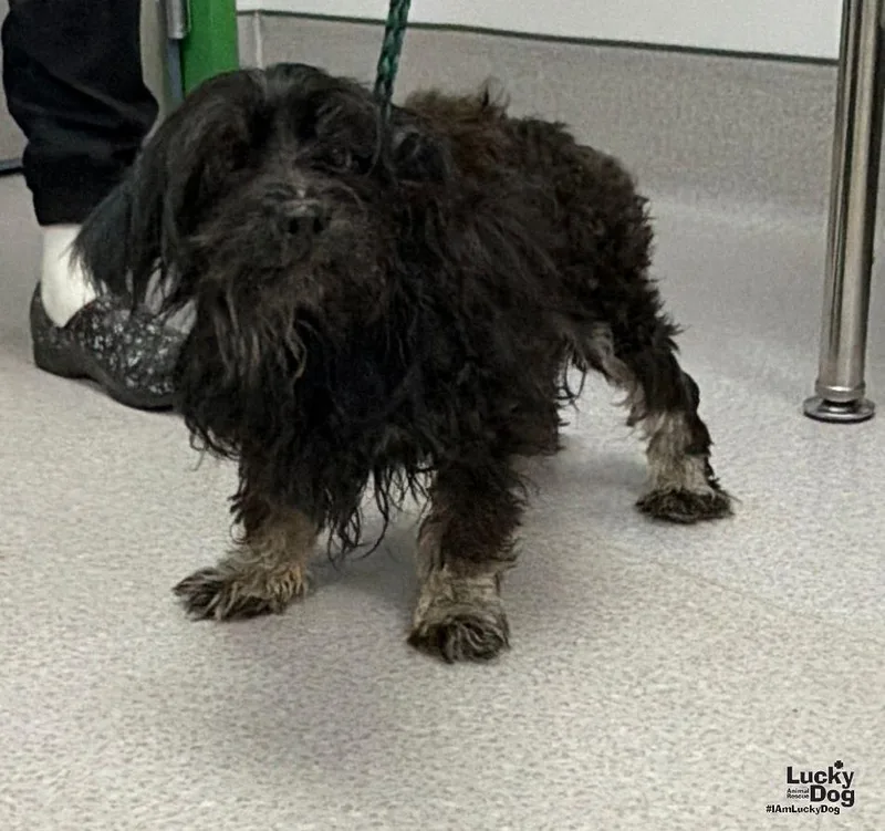 A young small-sized male Poodle dog named Frosty for adoption in Washington, DC