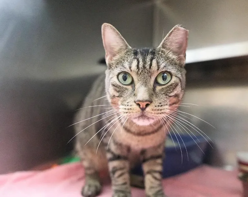 An adult medium-sized male Domestic Short Hair cat named Rune for adoption in Kingsland, GA
