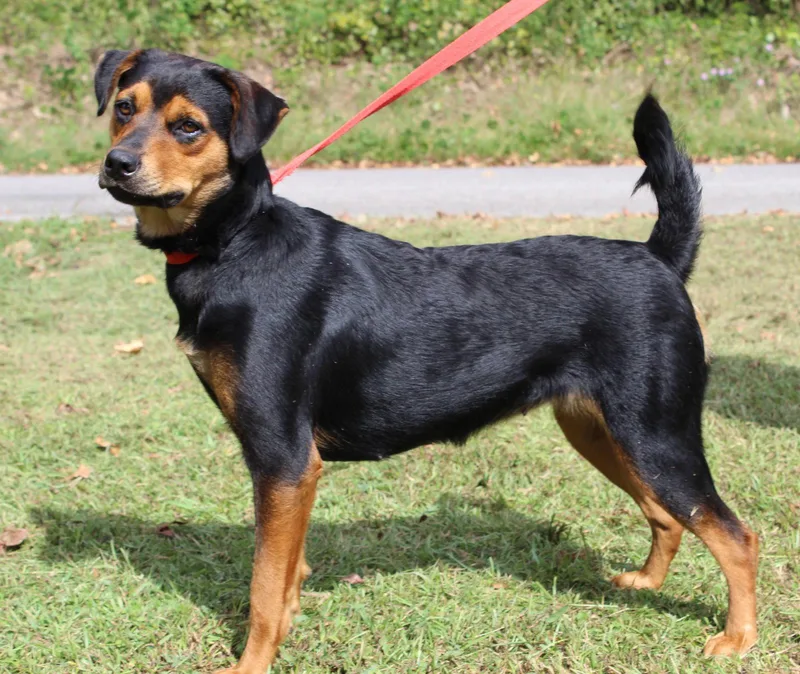 A young large-sized female Rottweiler dog named Wonder for adoption in Prattville, AL