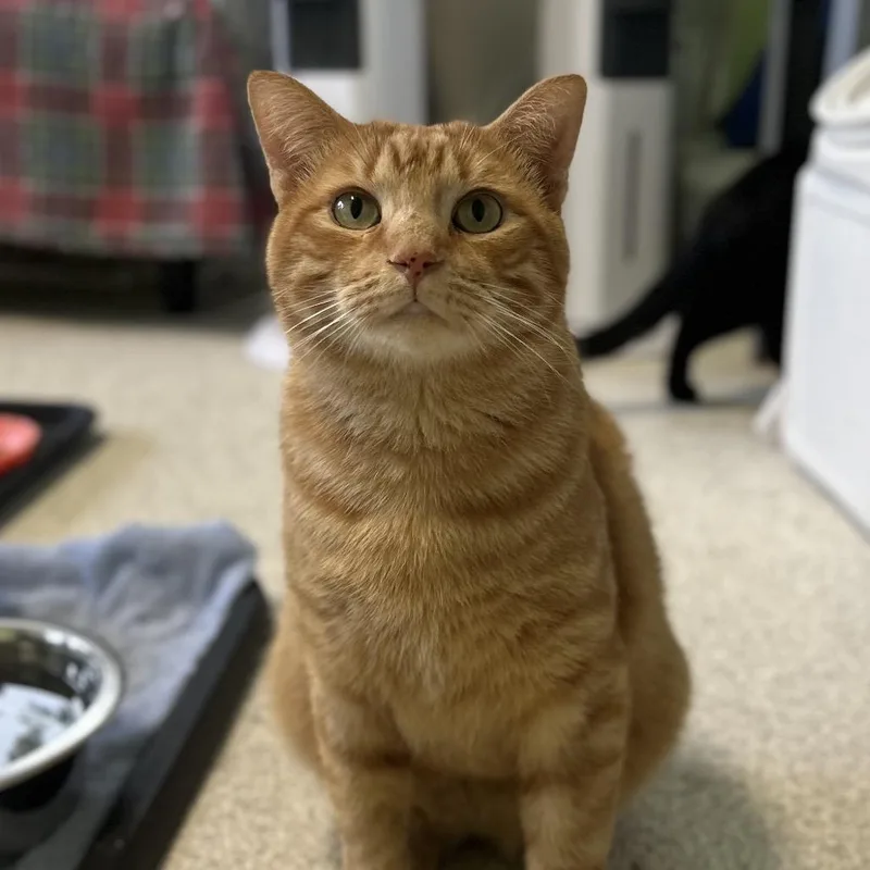 An adult large-sized male Orange / Red Domestic Short Hair cat named Big Mike for adoption in Mount Juliet, TN