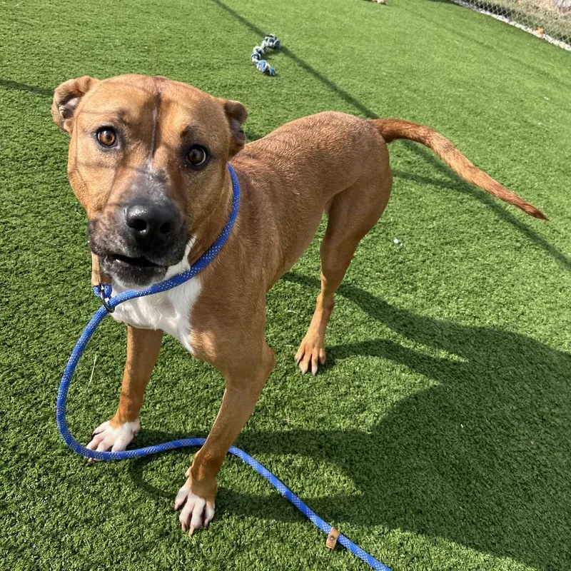 An adult large-sized male Yellow / Tan / Blond / Fawn Pit Bull Terrier dog named Bambino for adoption in Bristol, IN