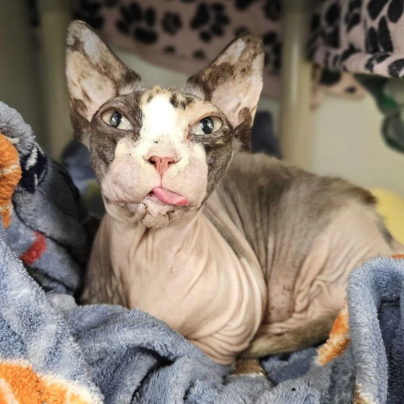 A senior medium-sized female Calico Sphynx / Hairless Cat cat named Miru for adoption in Dover, NH